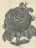 Jean Soupert rose photo