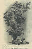Hugo Maweroff rose photo