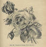 Reine Marie Henriette rose photo