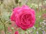 Edith Clark rose photo