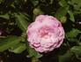 Suitor rose photo
