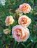 Apricot Passion ™ rose photo