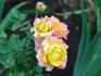 Gail rose photo