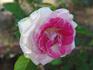 Gracie Allen rose photo