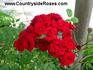My Valentine ™ rose photo