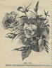 Madame Laurette Messimy rose photo