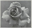 Frank W. Dunlop rose photo