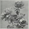 Jean C. N. Forestier rose photo