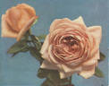 Souvenir de George Beckwith rose photo
