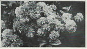 Mosel rose photo