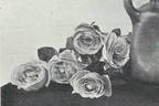 Rose Benary rose photo