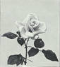 Frau Oberhofgärtner Singer rose photo