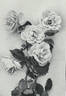 Frau Oberhofgärtner Singer rose photo