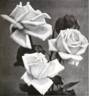 Celia rose photo