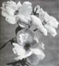 Irish Beauty rose photo