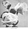 Madame Jenny Gillemot rose photo
