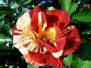Summer Lodge rose photo