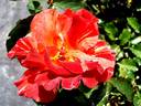 Summer Lodge rose photo