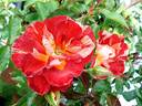 Summer Lodge rose photo