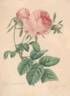 Rosa centifolia foliacea rose photo