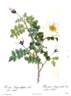 Rosa pimpinellifolia alba flore multiplici rose photo
