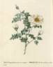 Rosa pimpinellifolia alba flore multiplici rose photo