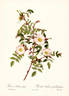 Rosier Redoute a feuilles glauques rose photo