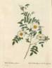 Rosier Redoute a feuilles glauques rose photo