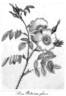 R. redutea glauca rose photo