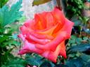 France Libre ® rose photo