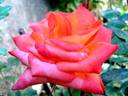 France Libre ® rose photo