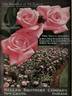 Mrs. David Jardine rose photo