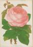 Her Majesty rose photo