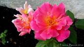 Federico Casas rose photo