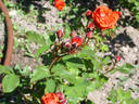 Ocaso rose photo
