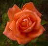 Hamburger Deern ™ rose photo