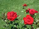 Corrida® rose photo