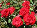 Corrida® rose photo