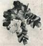 Prof. N.E. Hansen rose photo