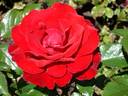 Corrida® rose photo