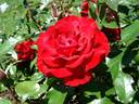 Corrida® rose photo