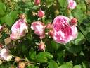 André Eve le jardinier des roses ® rose photo