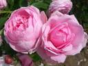 André Eve le jardinier des roses ® rose photo