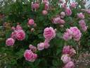 André Eve le jardinier des roses ® rose photo