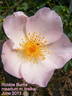 Robbie Burns rose photo