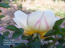 Claus Groth rose photo