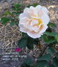 Claus Groth rose photo