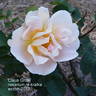 Claus Groth rose photo