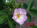 Jablonovy kvet rose photo