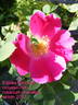 Eddie's Crimson rose photo